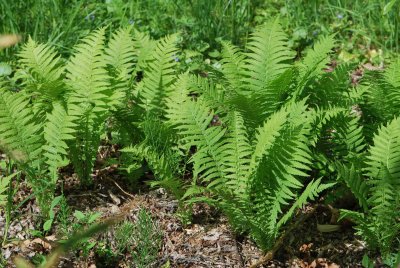 Matteuccia struthiopteris -pérovník pštrosí